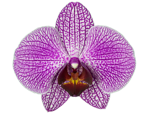 Phalaenopsis | Page 5 | Microflor