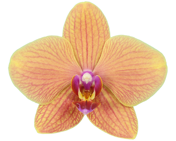 Phalaenopsis | Microflor